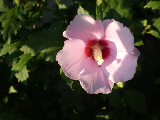 hibiskus